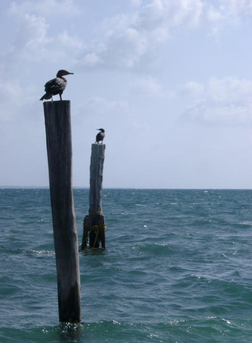 ocean birds priched on wooden pilings