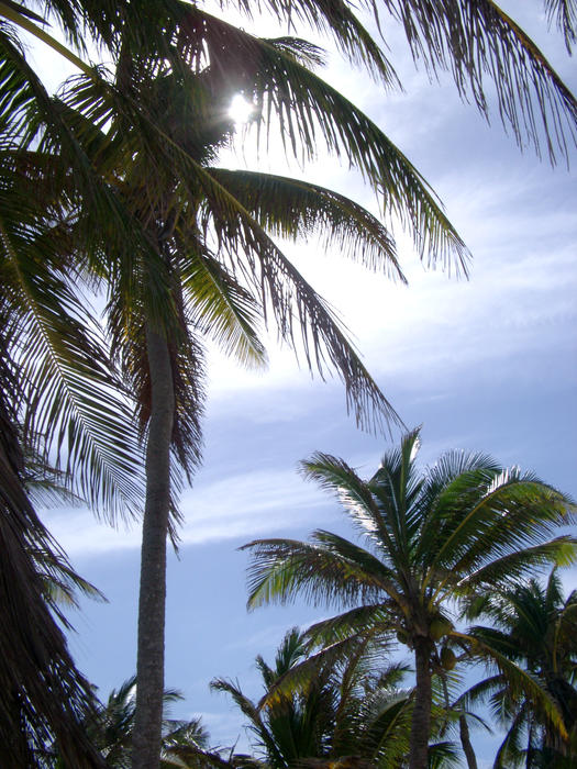 sun glinting through a canopy of tropical palms