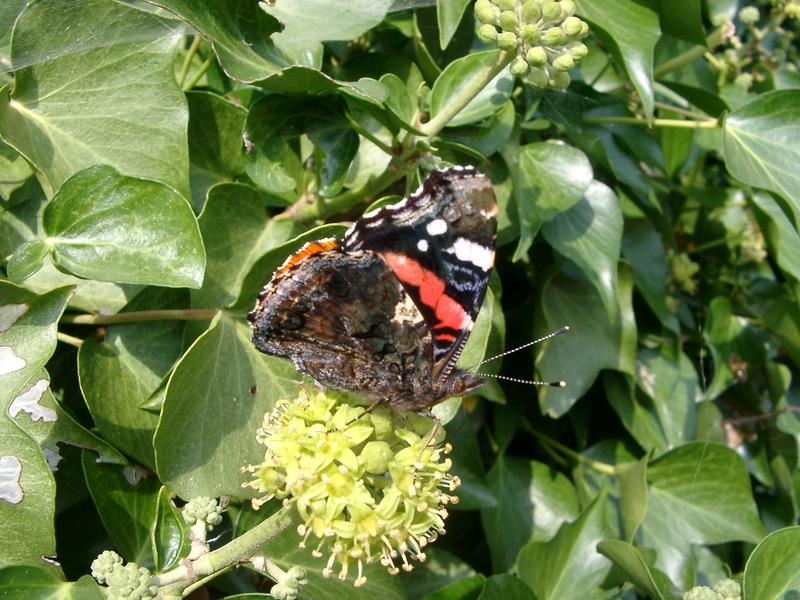 a red admiral butterfly (Vanessa atalanta) uk