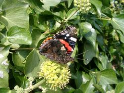 131-red_admiral_butterfly_4436.JPG