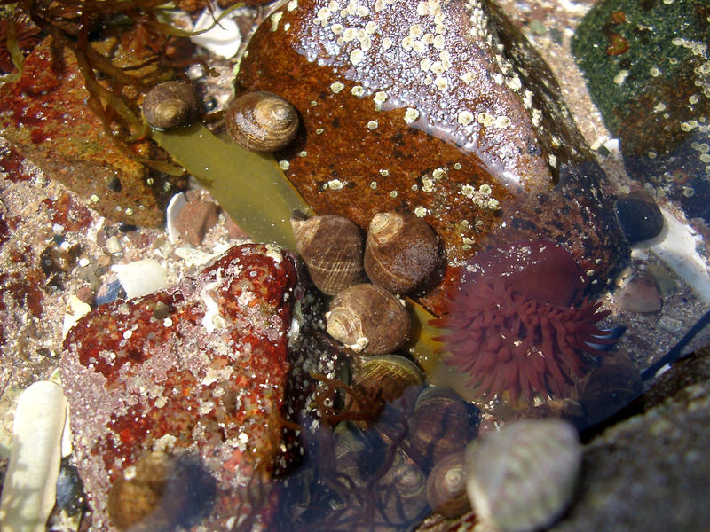 details of the creatures living in a tidal rock pool