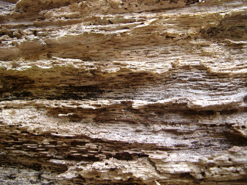 texture of a rotten wood log