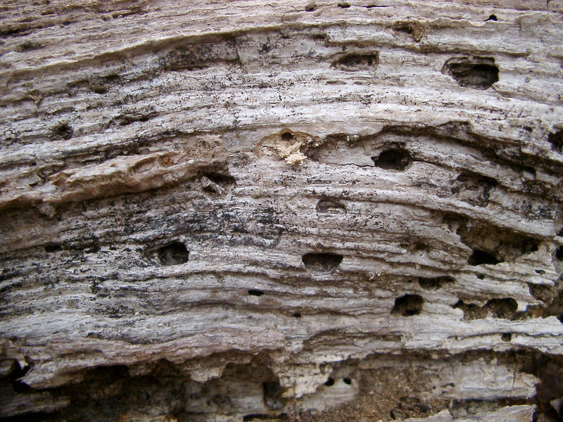 texture of a rotten wood log