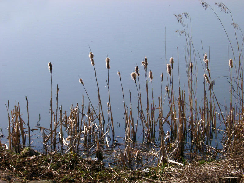 rushes growing in wet soil beside a lake
