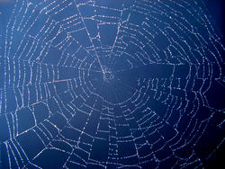 199-spider_web_4051.jpg