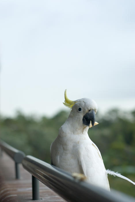 a sulphur crested cockatoo perched on a balcony ledge eating a cracker
