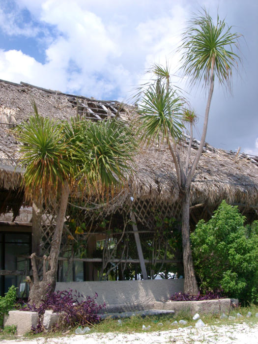 an adandonded shack in cancun mexico, thatched grass roof and palm trees