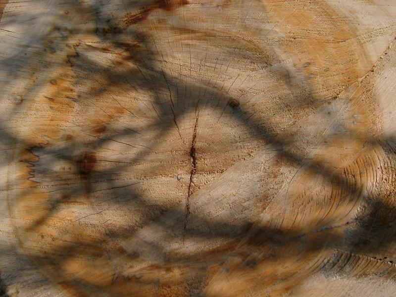 concentric circular growth rings in the wood of a felled tree