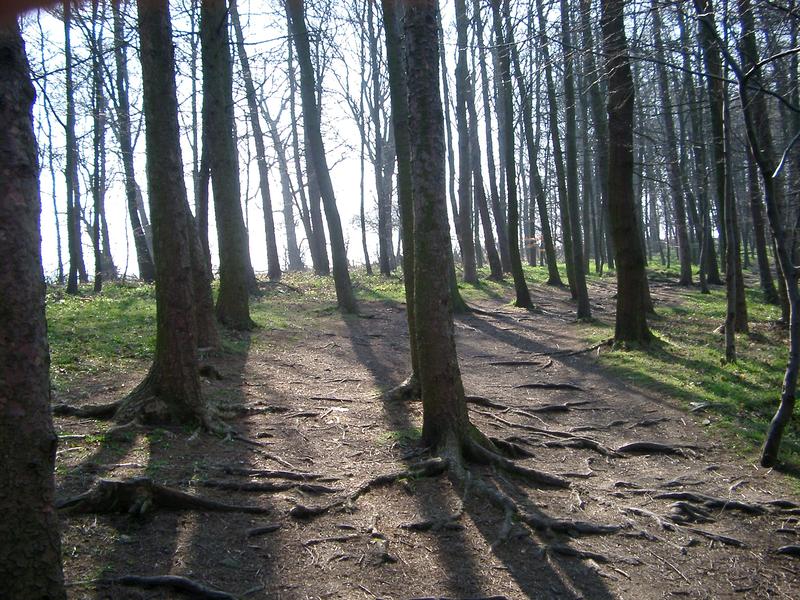 a woodland footpath walk, trees and fresh air, england