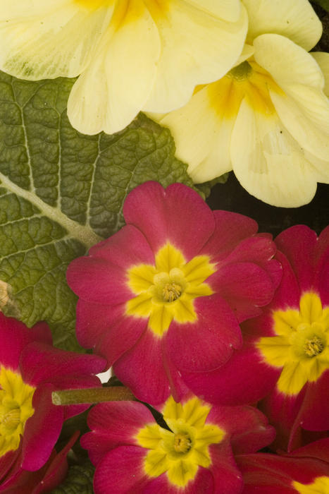 polyanthus primrose, a common spring flower in english woodland