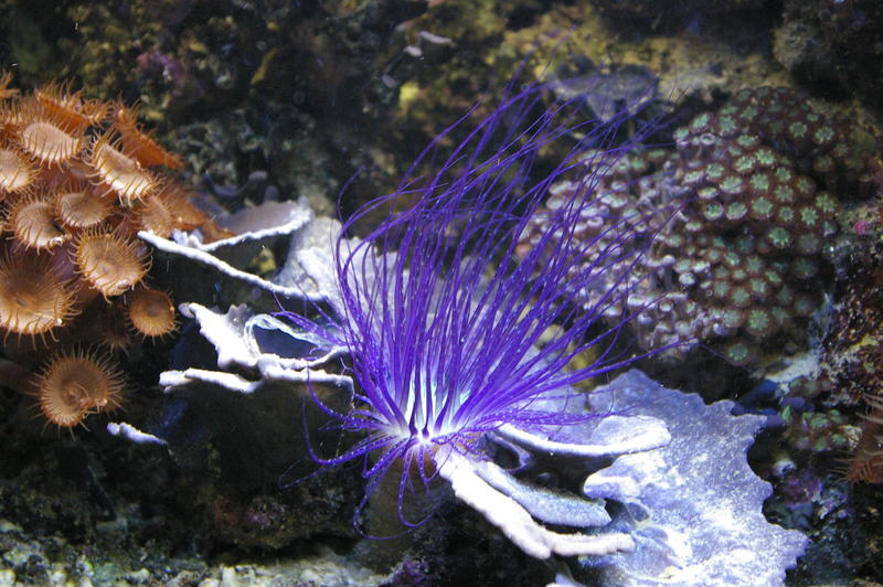 amazing colours of a sea anemone