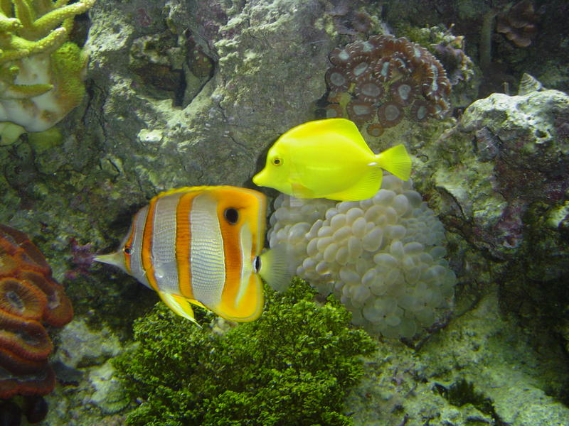 tropical reef angel fish