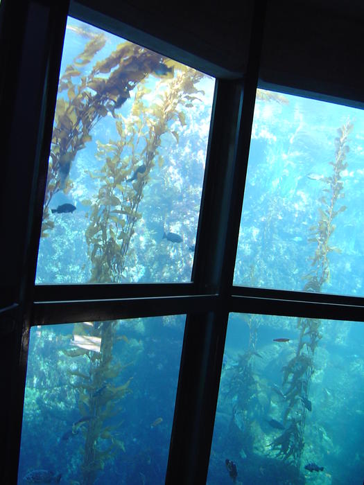 fish and seaweed in a large aquarium