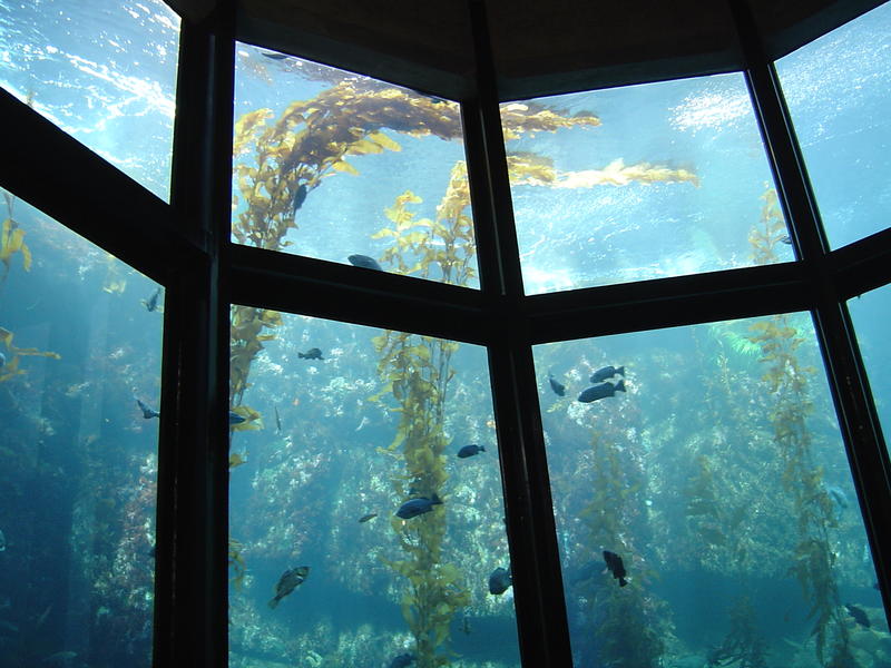 fish and seaweed in a large aquarium