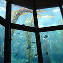 859-aquarium_02096.JPG