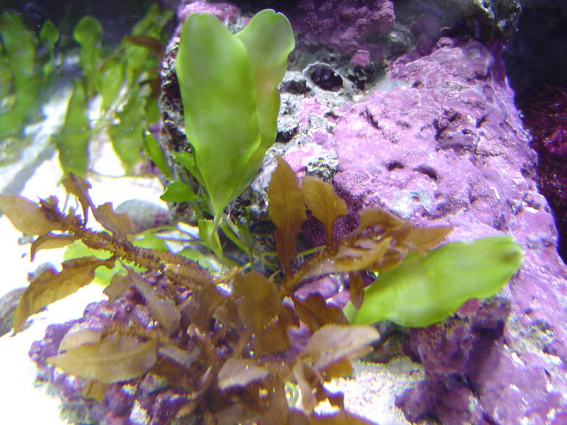 green aquarium plants and corals