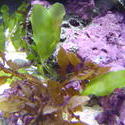 1228-aquarium_plants_02360.JPG