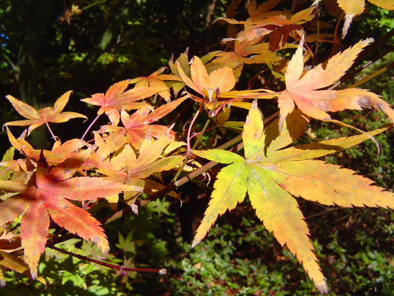 879-autumn_leaves_02194.JPG
