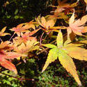 879-autumn_leaves_02194.JPG