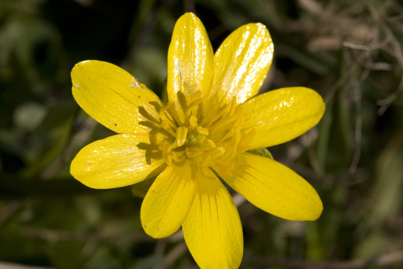 a bright yellow buttercup flower