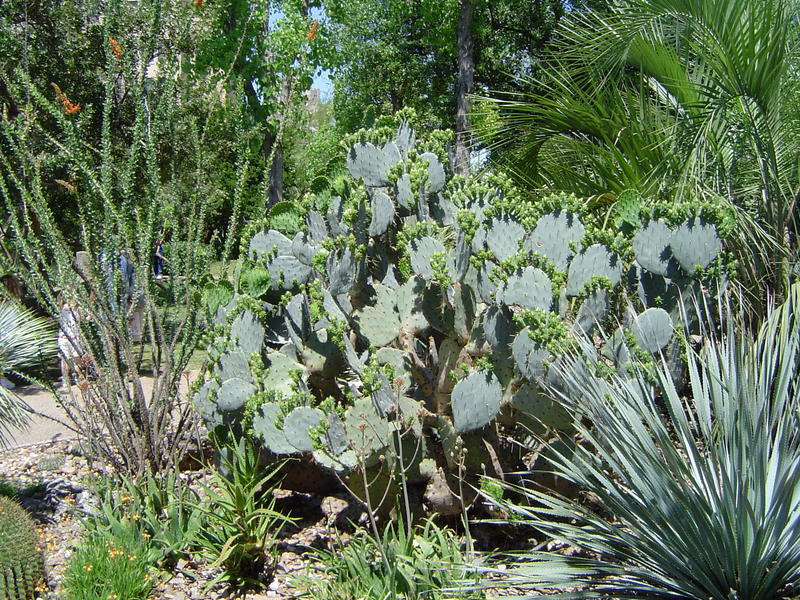 a cactus garden