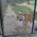 656-cage_tiger_328.jpg