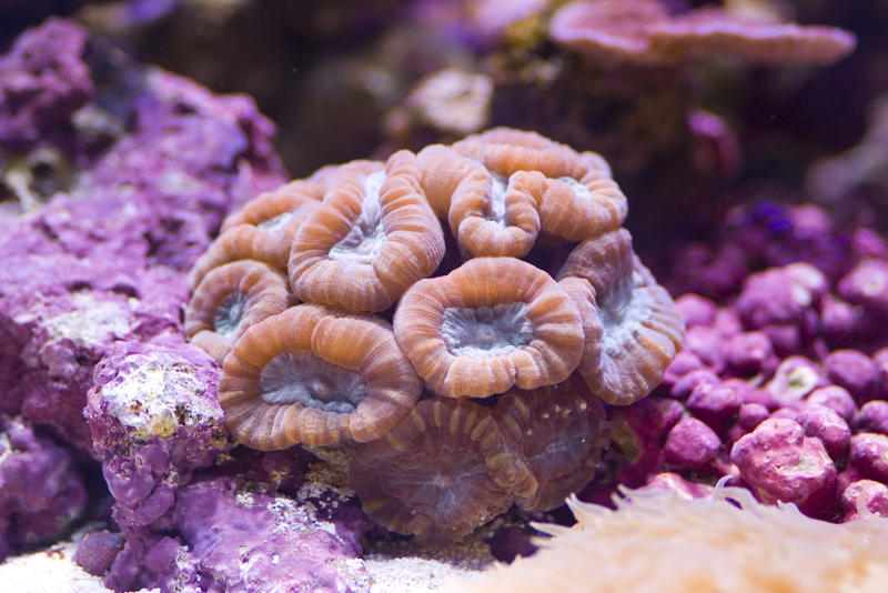 large colourful polyps of a candy cane or trumpet coral
