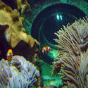860-clown_anemonefish_02256.JPG