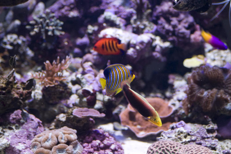 an under water scene with corals and angelfish