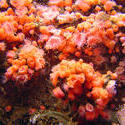 861-coral_orange_polips_02078.JPG