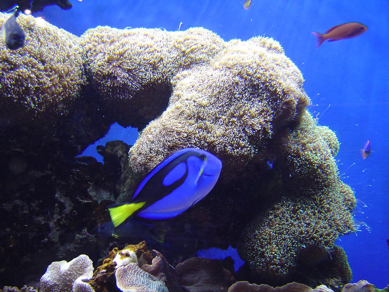 a coral reef display in an aquarium
