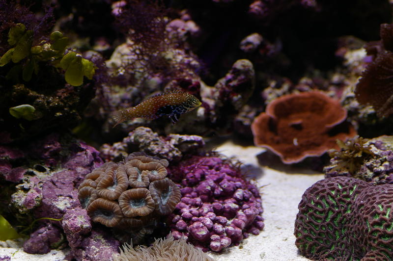 an array of different coloured tropical corals