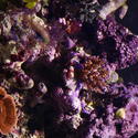 1235-corals_1277.JPG