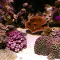 1193-corals_1280.JPG