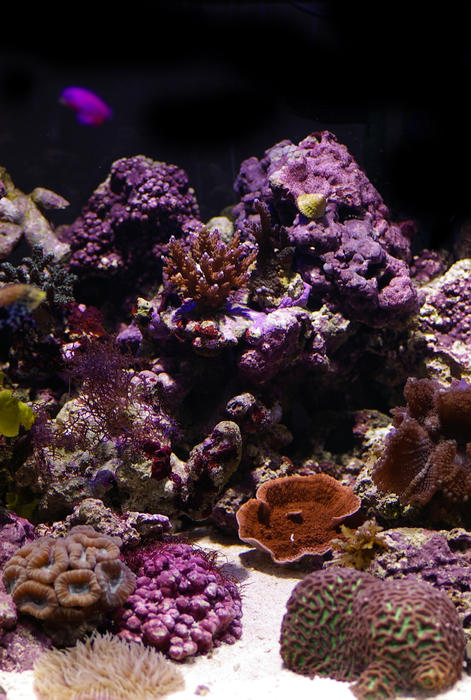 an array of different coloured tropical corals