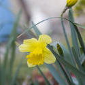 1118-daffodils_yellow_1596.jpg