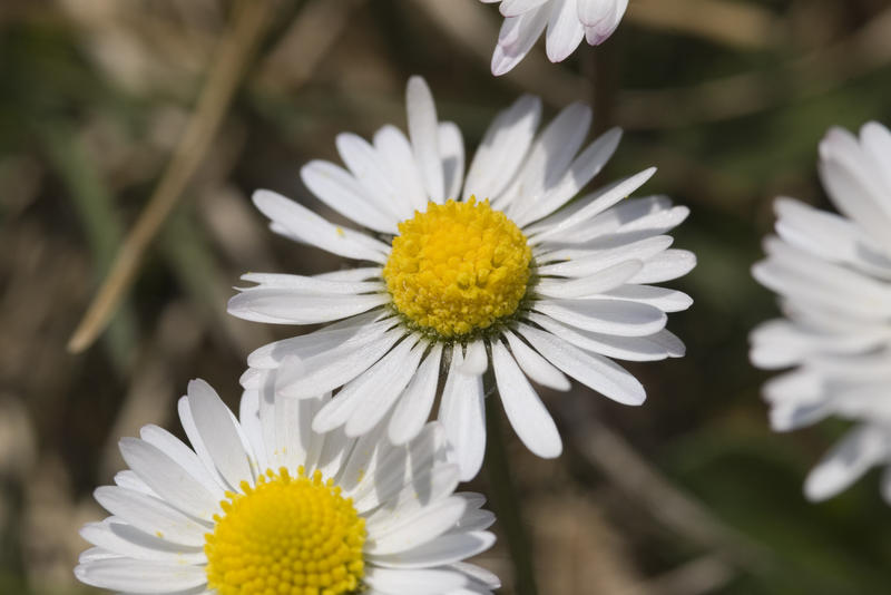 beautiful wild flowers, white daisies of the family Asteraceae