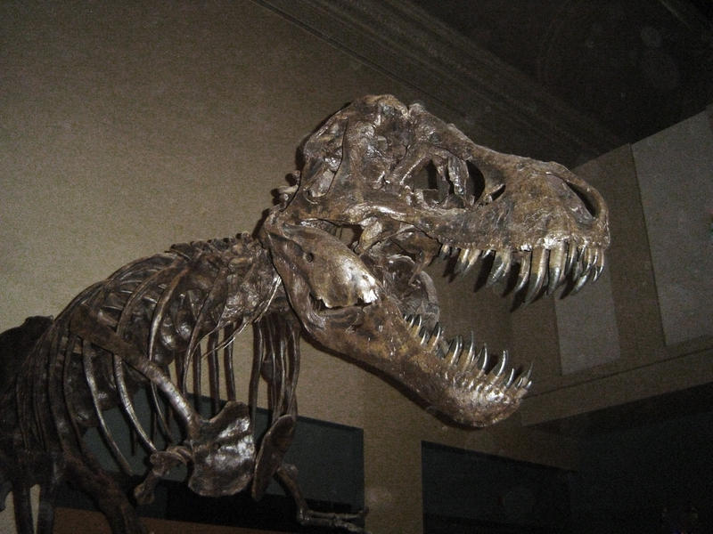 a museum exhibit of dinsaur bones
