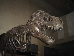 658-dinosaur_bones_museum472.jpg