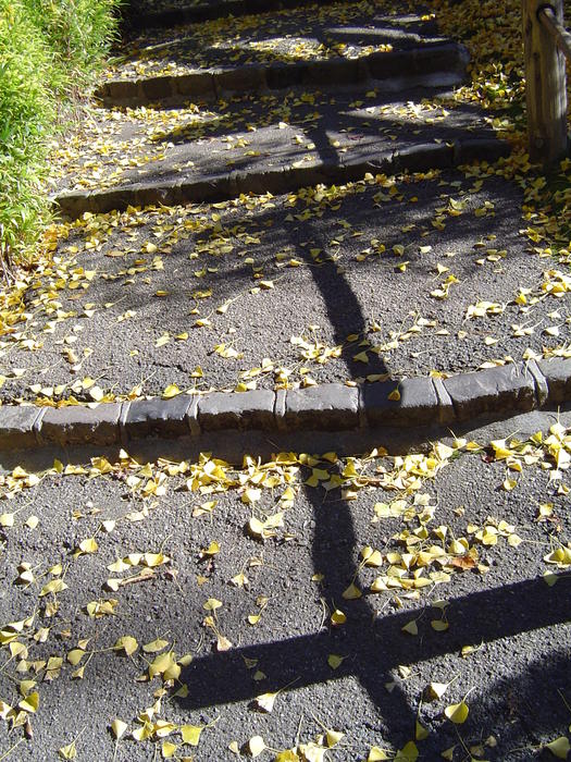 fallen yellow autumn leaves
