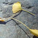 890-fallen_leaves_02203.JPG