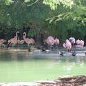 663-pink flamingos