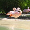 664-pink flamingos