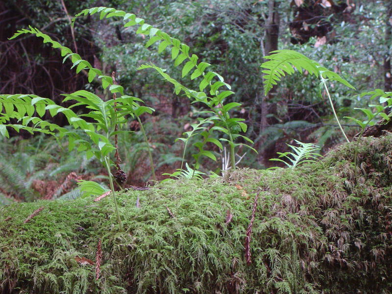 ferns and moss growing on a fallen tree