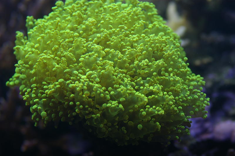 a vivid green display of soft corals, Euphyllia divisa - also known as Honey Coral Wall, Grape Coral or Octopus Coral