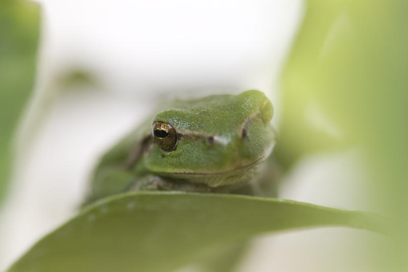 a small green tree frog on a leaf