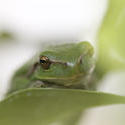 1133-green_frog_1631.jpg