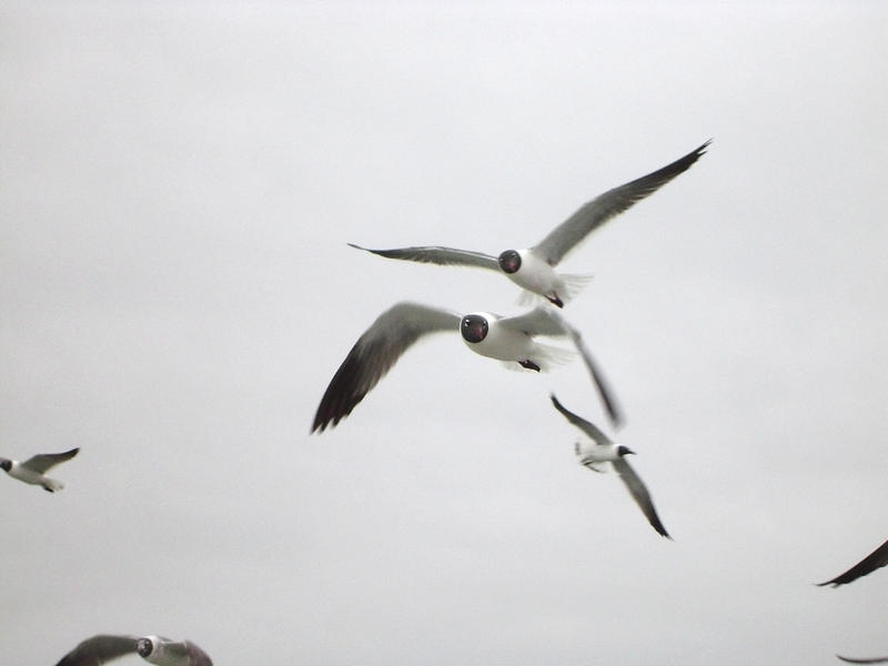 sea birds in flight