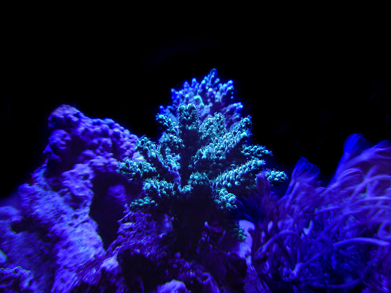 a selection of hard corals against a black background, staghorn and heteroxenia polyps