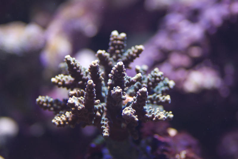hard corals in a tropical saltwater aquarium